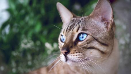 Blue-Eyed Bengal Serenity wallpaper