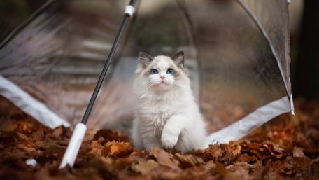 White Cat Exploring Autumn Leaves Under Umbrella wallpaper