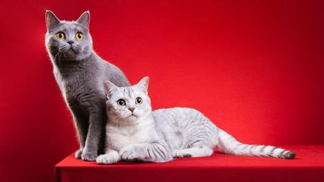 Elegant British Shorthairs on Red Backdrop wallpaper