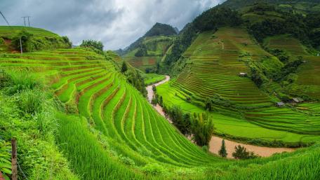 Lush Terraced Fields of Vietnam in 4K wallpaper