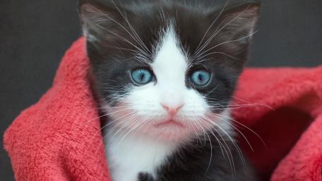 Adorable Kitten Wrapped in Red Blanket wallpaper