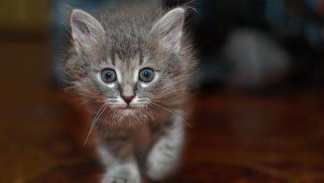 Grey Kitten Strolling with Curiosity wallpaper