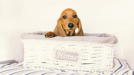 Adorable Dachshund Puppy in Cozy Basket wallpaper