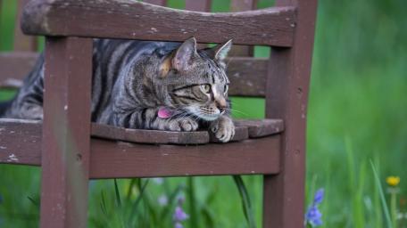 Tabby Cat in Tranquil Garden Mood wallpaper