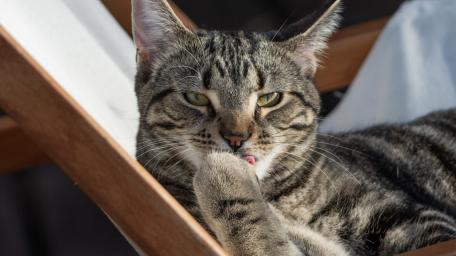 Gentle Tabby Resting in Sunlit Comfort wallpaper