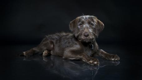 Black Dog Portrait Elegance and Poise wallpaper