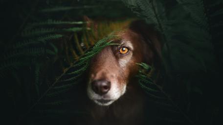 Peeking Pooch Among the Ferns wallpaper