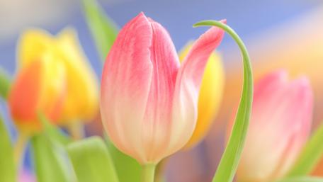 Springtime Elegance Pink Tulip Beauty wallpaper