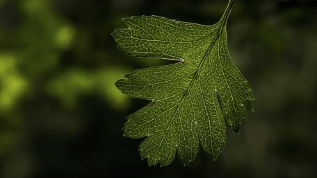 Intricate Nature Green Leaf Elegance wallpaper