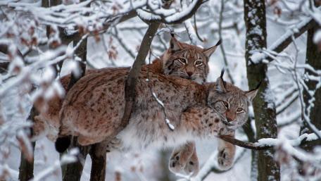 Bobcats Resting in a Snowy Forest Enclave wallpaper