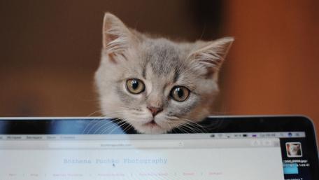 Grey Kitten Peeking Over Laptop Edge wallpaper