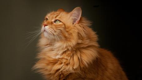 Majestic Ginger Cat Gazing into the Distance wallpaper