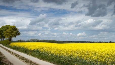 Golden Fields Under Majestic Skies wallpaper