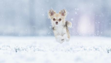 Chihuahua Frolicking in Winter Wonderland wallpaper