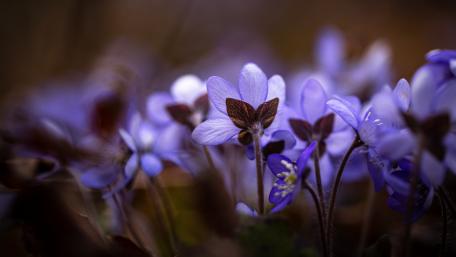 Purple Hepatica Beauty in Spring Bloom wallpaper