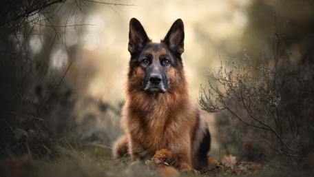 Majestic German Shepherd in Nature's Embrace wallpaper
