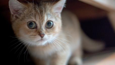 Curious Kitten Gaze Captured in Close-Up Shot wallpaper