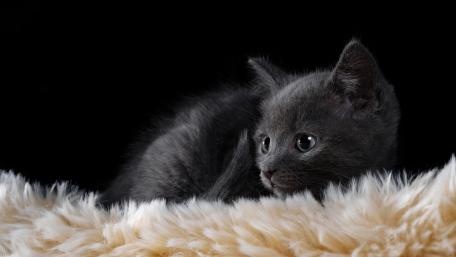 Black Kitten Resting on Soft Fluffy Blanket wallpaper