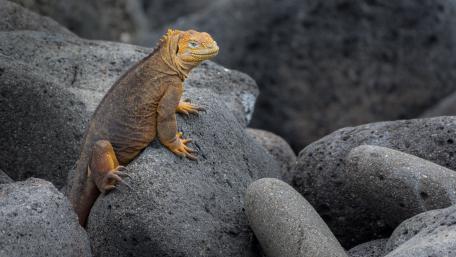 Iguana on Rocky Terrain in Stunning 4K wallpaper