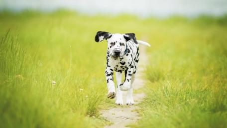 Dalmatian Delight in a Lush Meadow wallpaper