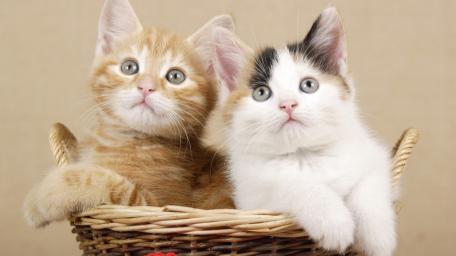 Adorable Kittens in a Cozy Basket wallpaper