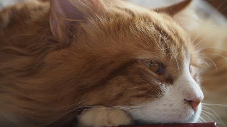 Serene Feline Gaze Captured in Close-Up Image wallpaper