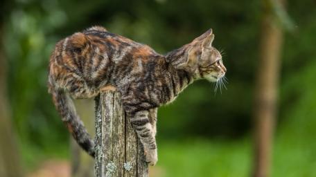 Tabby Cat on Fence Post in Nature wallpaper
