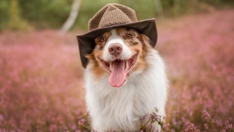 Aussie Charm in Nature's Beauty wallpaper