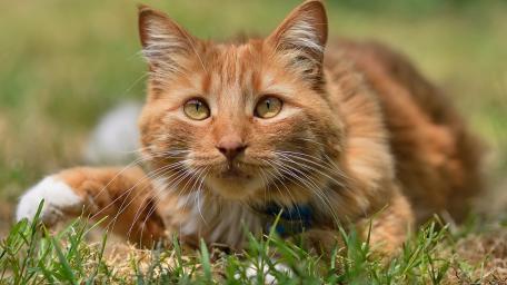Ginger Cat in the Grassland wallpaper