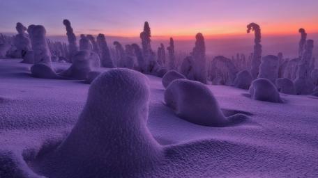 Snowy Serenity in Riisitunturi National Park wallpaper