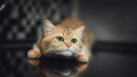 Ginger Cat in Playful Pounce Mode wallpaper