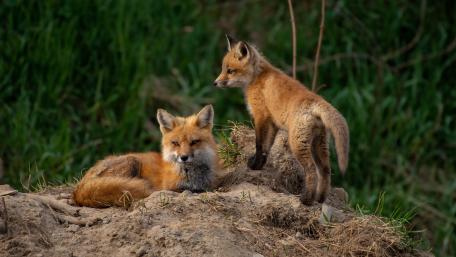Red Fox Family in Nature’s Embrace wallpaper