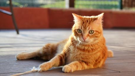 Ginger Cat Relaxing on Sunlit Deck wallpaper