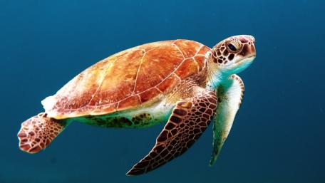 Majestic Sea Turtle in Ocean Depths wallpaper