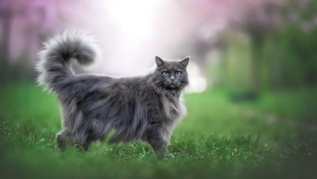 Majestic Grey Cat in Blossoming Garden wallpaper