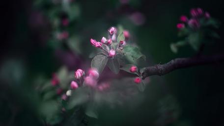 Pink Blossom Dreamscape wallpaper