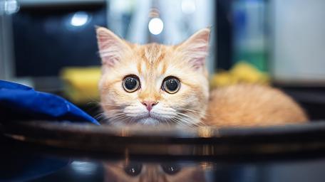 Peekaboo Ginger Cat Surprise wallpaper