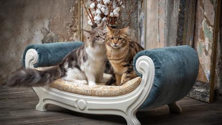 Antique Charm with Cozy Cats wallpaper