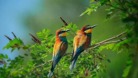 Colorful Harmony of European Bee-Eaters in Nature wallpaper