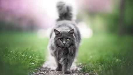 Graceful Feline Stroll: Nature's Elegance in Motion wallpaper