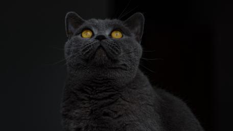 British Shorthair Black Cat Magic wallpaper