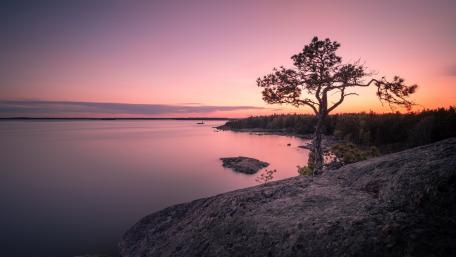 Tranquil Sunset over Lake Ladoga with Lone Tree wallpaper