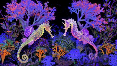 Seahorses in Neon Wonderland wallpaper