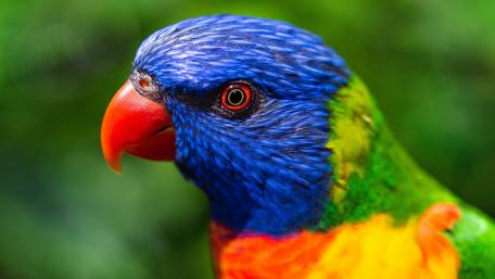 Rainbow Lorikeet in Vivid 4K Glory wallpaper
