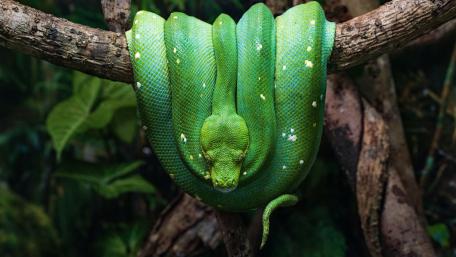 Vibrant Green Tree Python Elegantly Coiled wallpaper