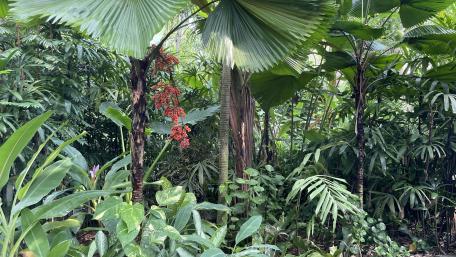 Lush Tropical Paradise Awaits You wallpaper