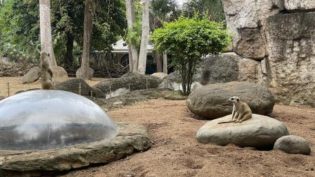 Meerkats in Their Natural Habitat wallpaper