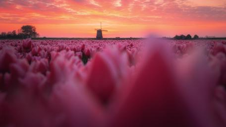Tulip Fields at Sunset by the Windmill wallpaper