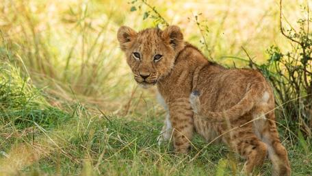 Lion Cub in Golden Grassland wallpaper
