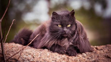 Mystical Black Cat in Nature's Calm wallpaper